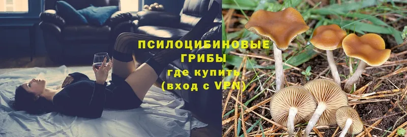 Галлюциногенные грибы Psilocybine cubensis  Покров 